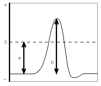 膜電位グラフ(3)