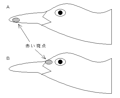セグロカモメ