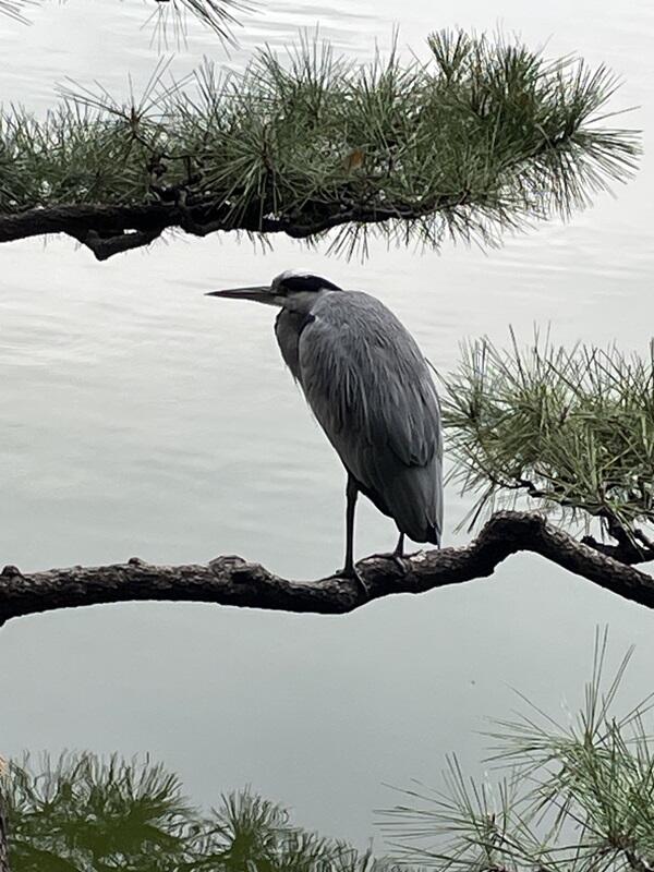 grey_heron.jpg